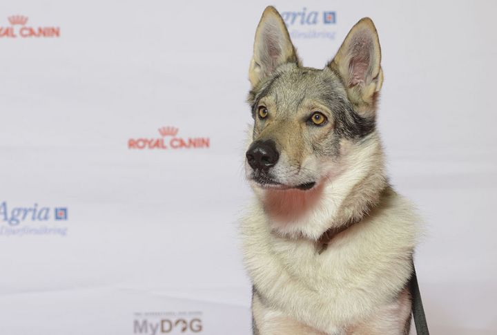 Intelligence Of The Czechoslovakian Wolfdog