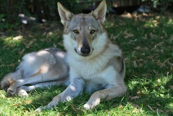 Health Concerns Of The Czechoslovakian Wolfdog