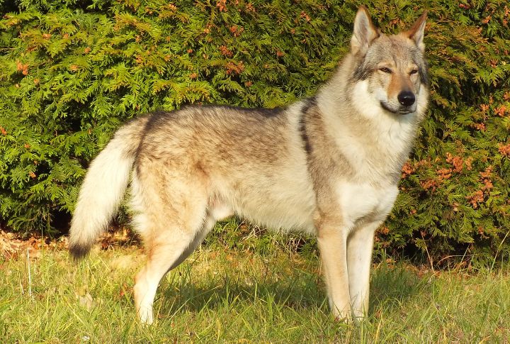 Grooming Requirements For The Czechoslovakian Wolfdog