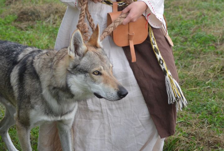 The Czechoslovakian Wolfdog As A Family Pet
