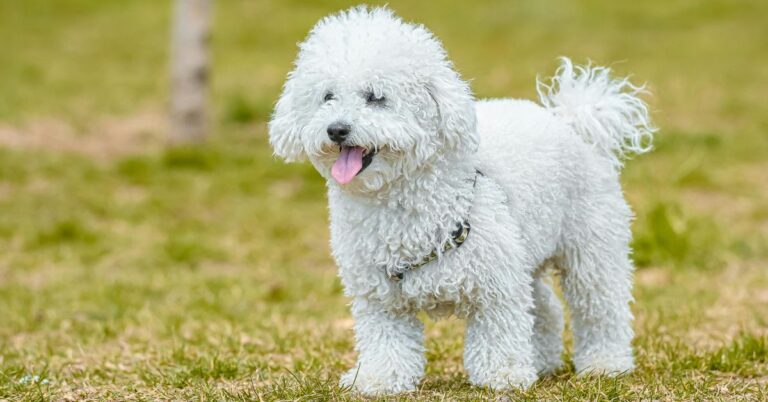 10 Poodle Colors That Make This Breed Even More Beautiful