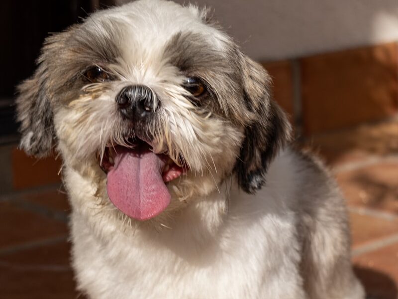 A small white and brown dog sitting on a tile floor