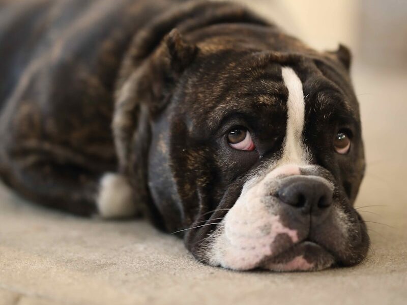 dog lying on beige surface