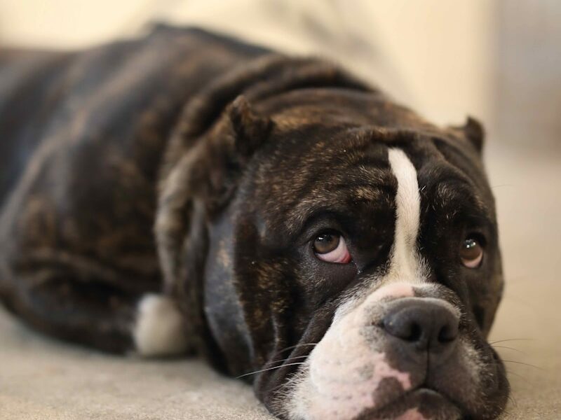 dog lying on beige surface