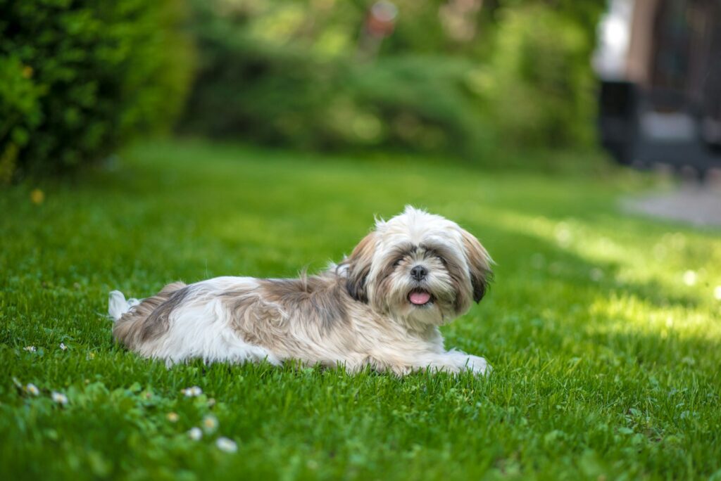 a small dog laying on top of a lush green field