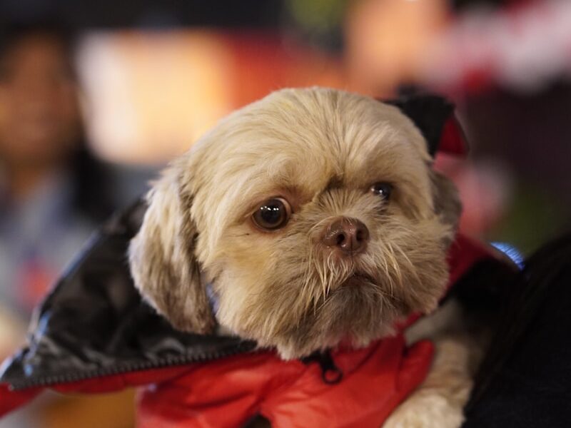 a small dog wearing a red bow tie