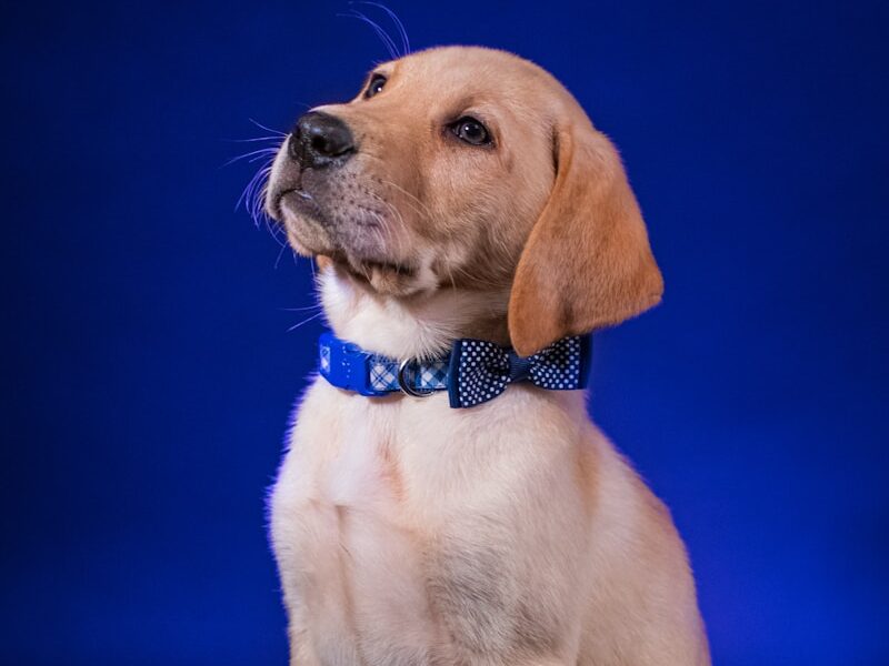 yellow labrador retriever puppy with blue collar