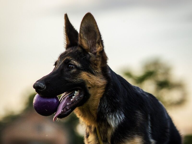 a dog standing in a grassy area