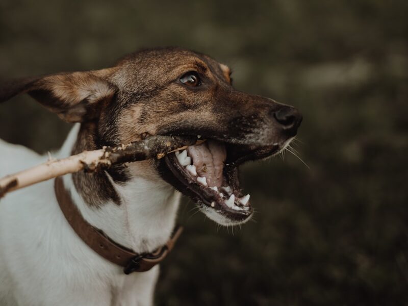 brown and white short coated dog