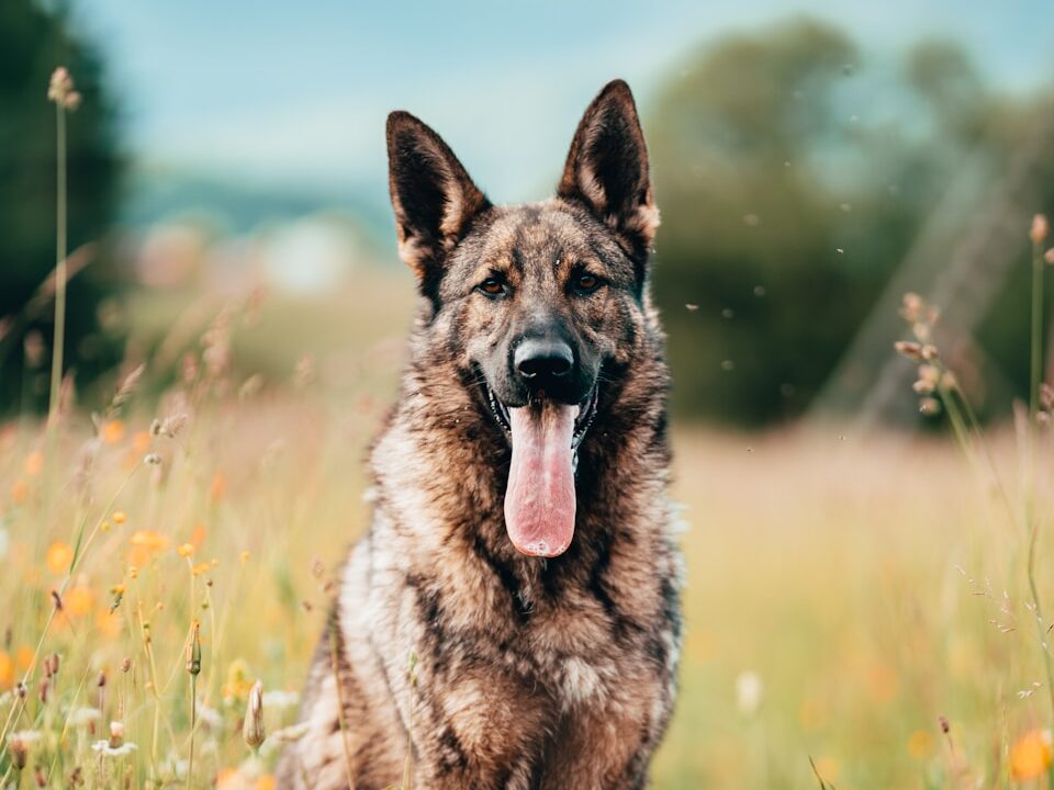 A german shepherd sitting in a field of flowers
