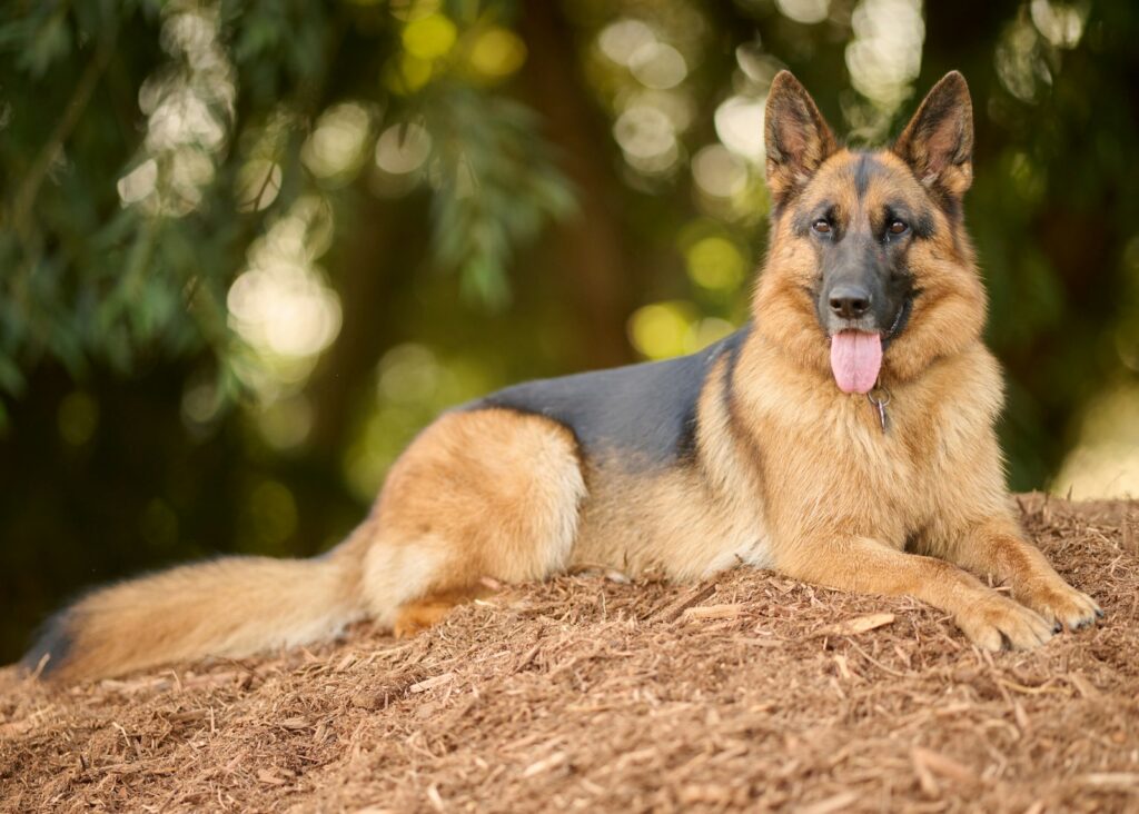 a dog lying on the ground