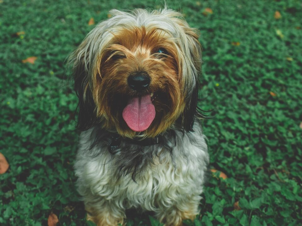 shallow focus photography of long-coated white puppy