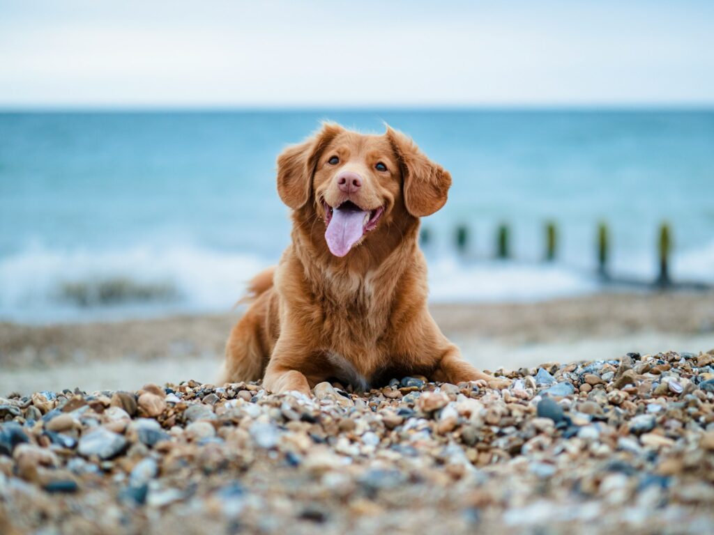 golden retriever lying on ground during daytime