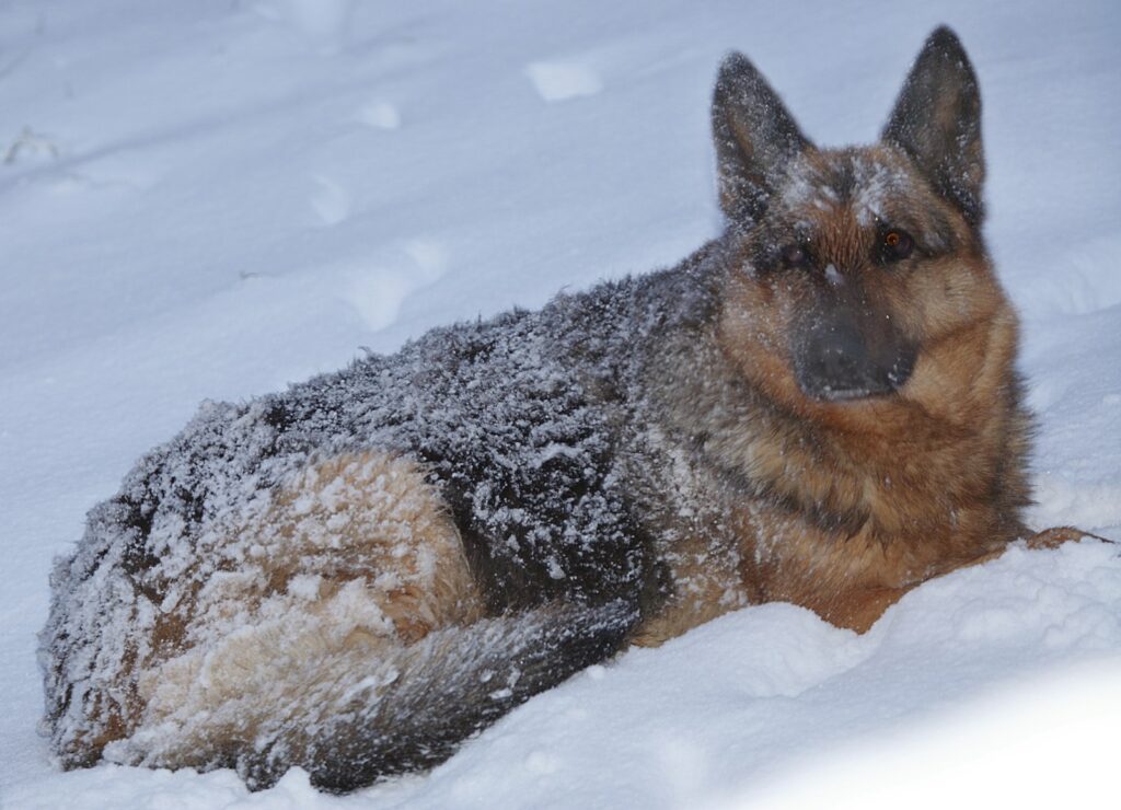 a dog laying in the snow in the snow