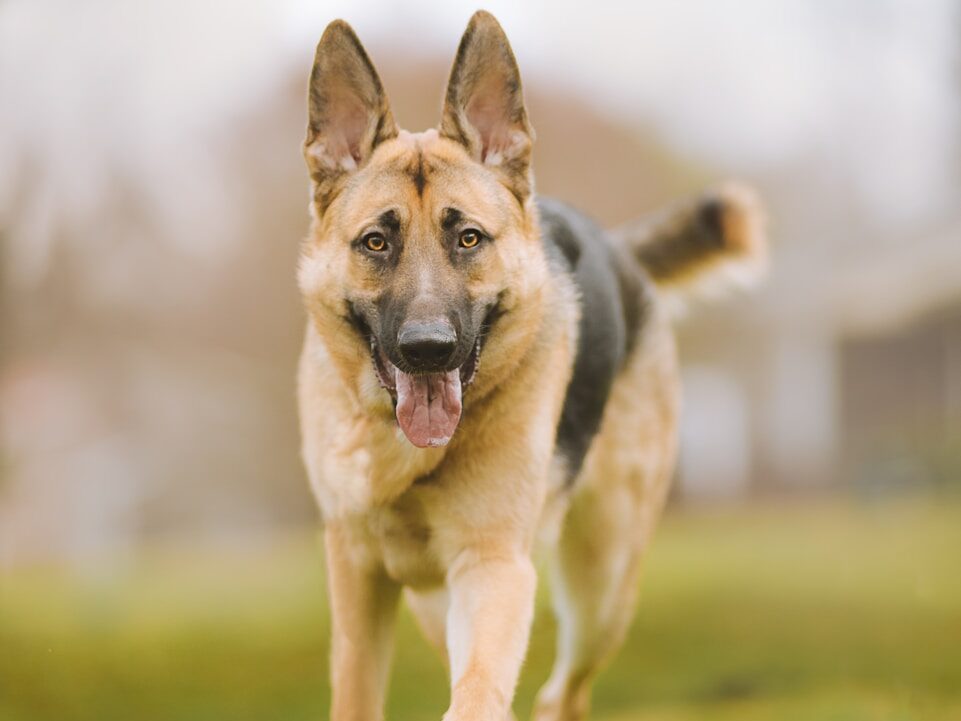 black and tan german shepherd running on green grass field during daytime