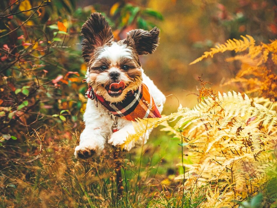 a dog running through a bush
