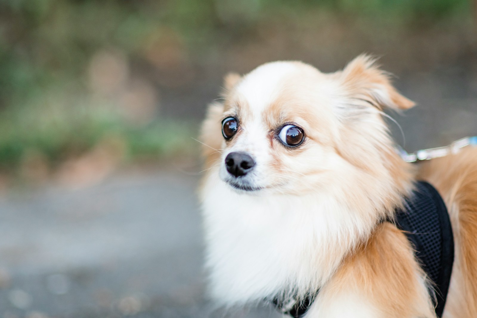 15 Common Dog Behavior Problems and How to Fix Them - Dog Breed Pro