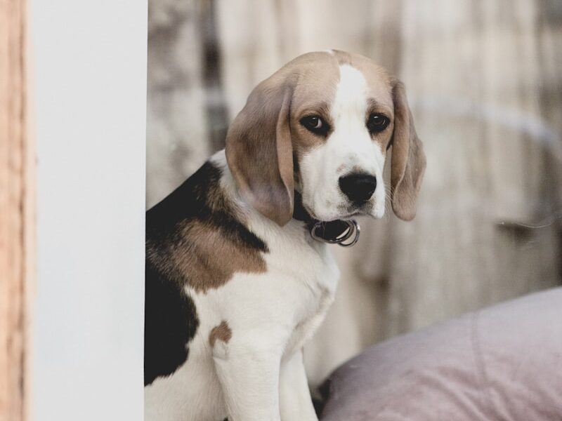 adult Beagle dog on brown wooden surface