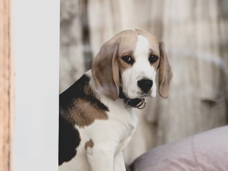 adult Beagle dog on brown wooden surface