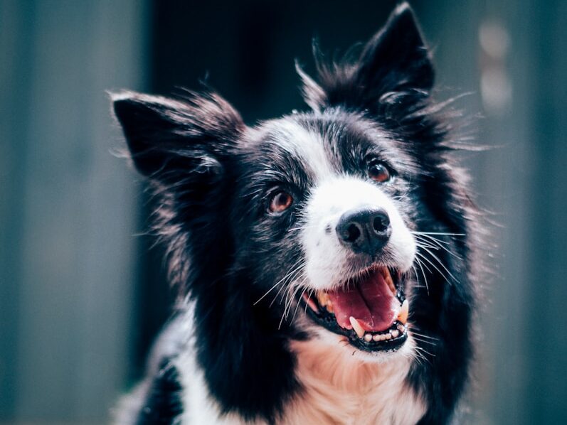 long-coated black and white dog during daytime