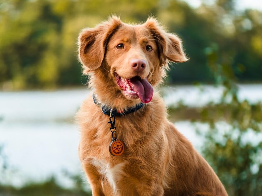 brown long coated dog sitting on gray concrete floor during daytime