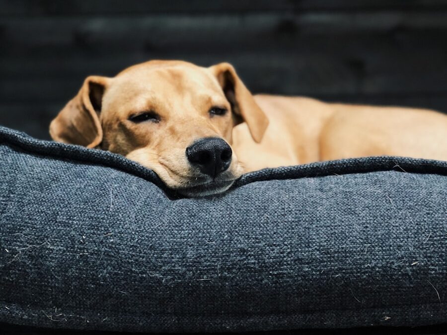 short-coated brown dog on gray fabric