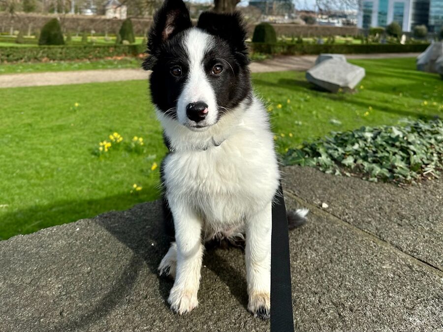 a black and white dog sitting on top of a rock