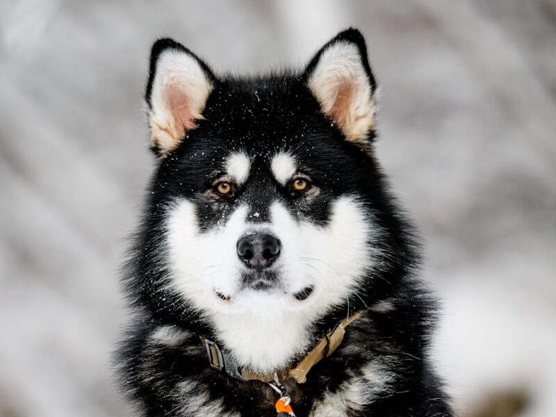 a black and white dog sitting in the snow