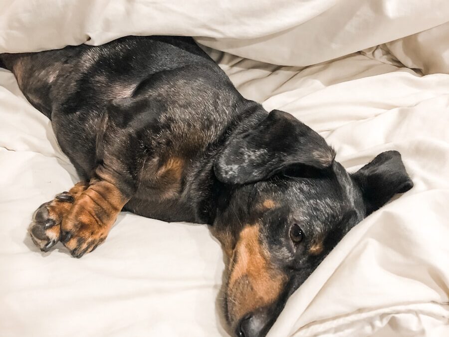 black dachshund lying in bed