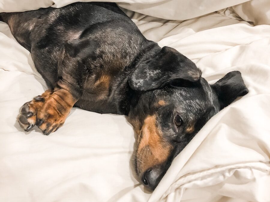 black dachshund lying in bed