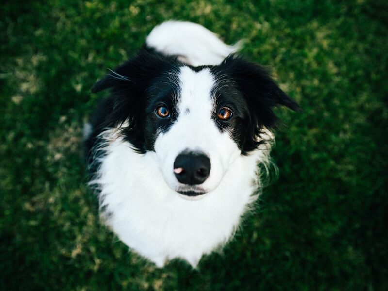 white and black long-coated dog on green grass