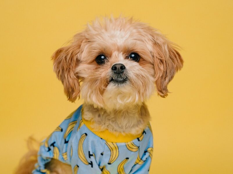 white and brown long coated small dog wearing blue and white polka dot shirt