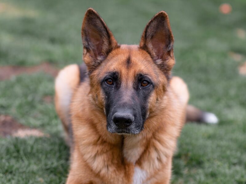 brown and black german shepherd on green grass field during daytime