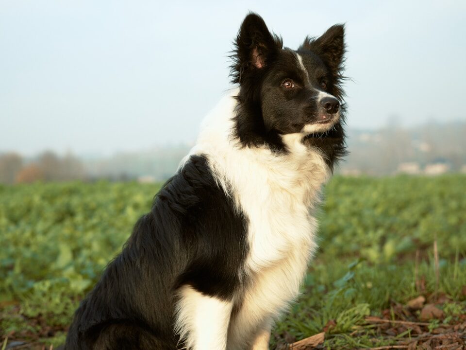 black and white border collie on green grass field during daytime