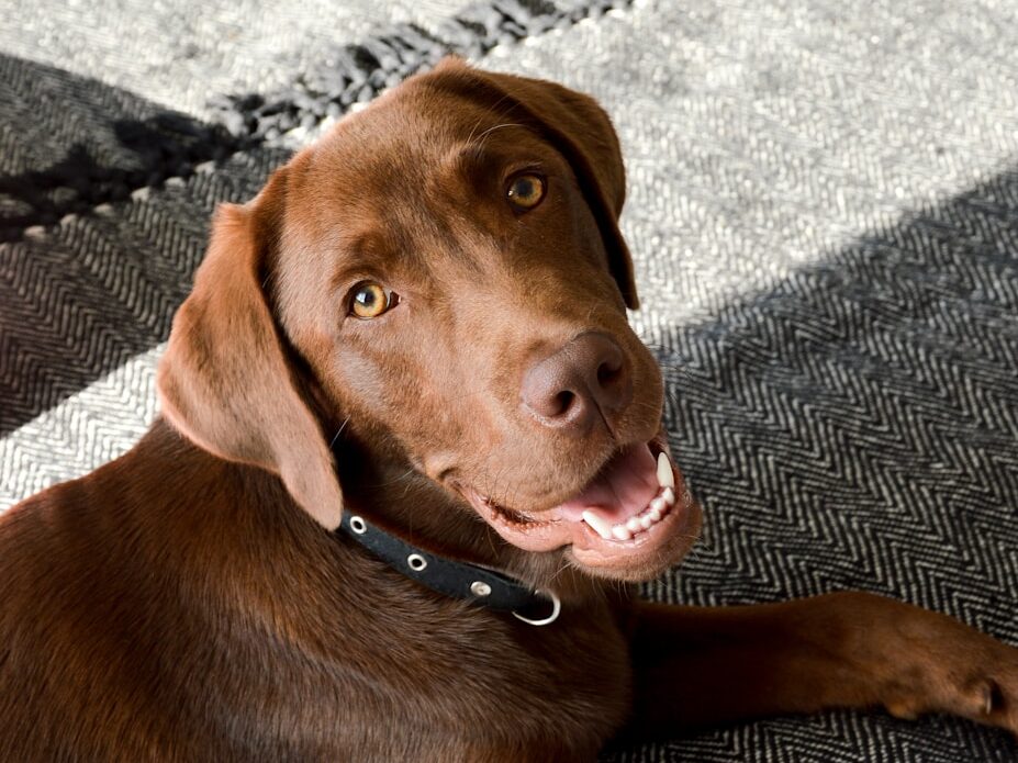 brown short coated dog lying on gray carpet