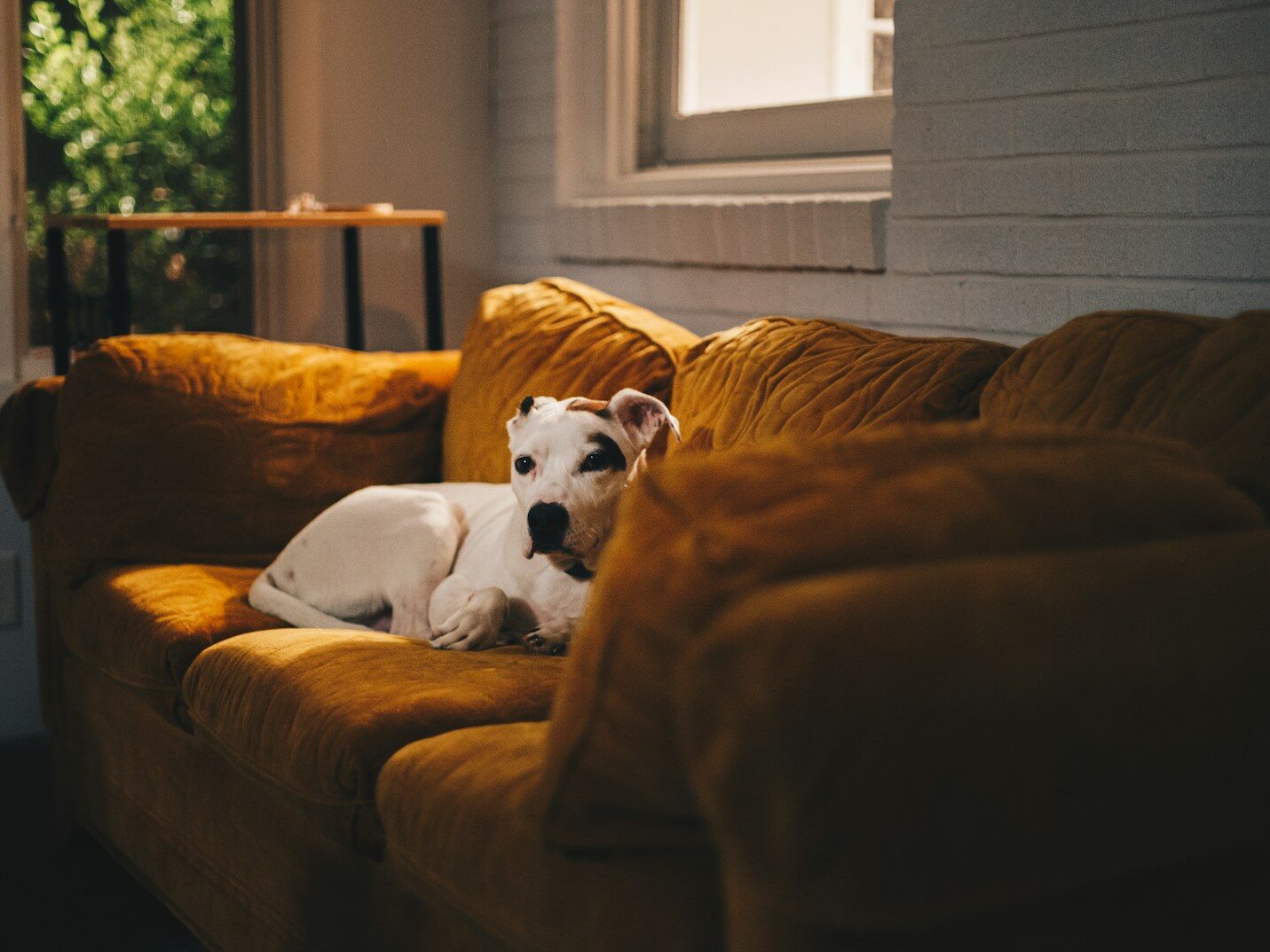 a white and black dog laying on top of a couch