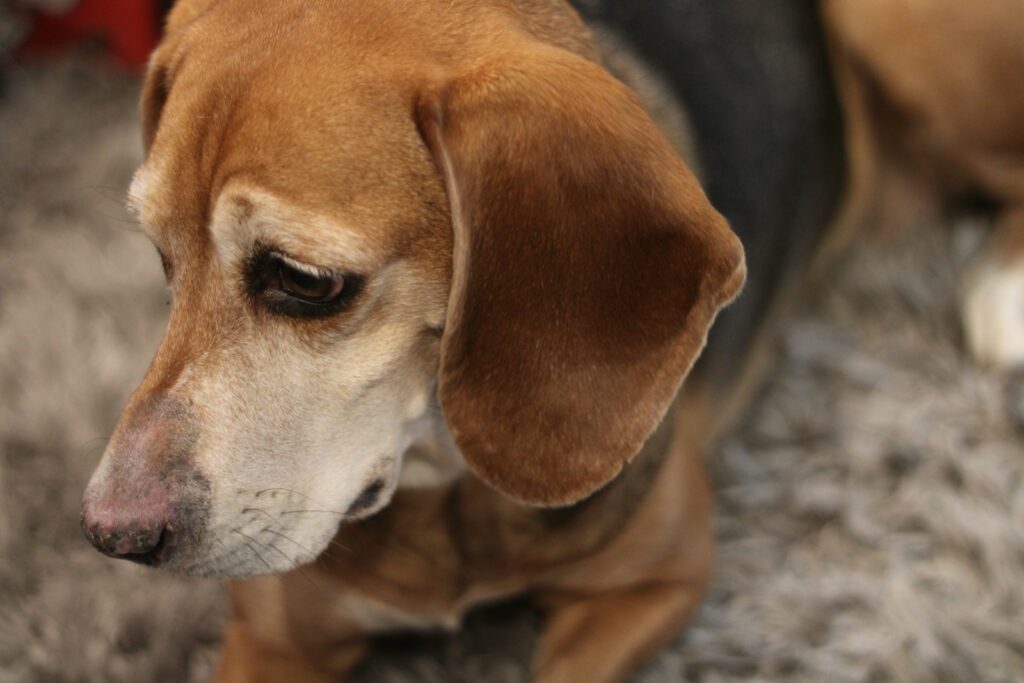 brown and black short coated dog