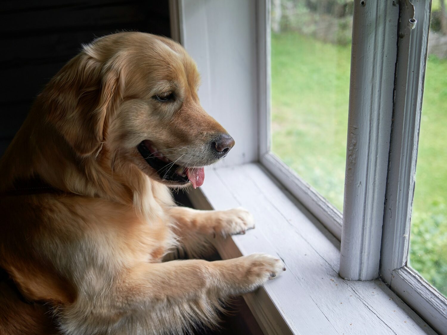 A dog sitting on a window sill looking out the window