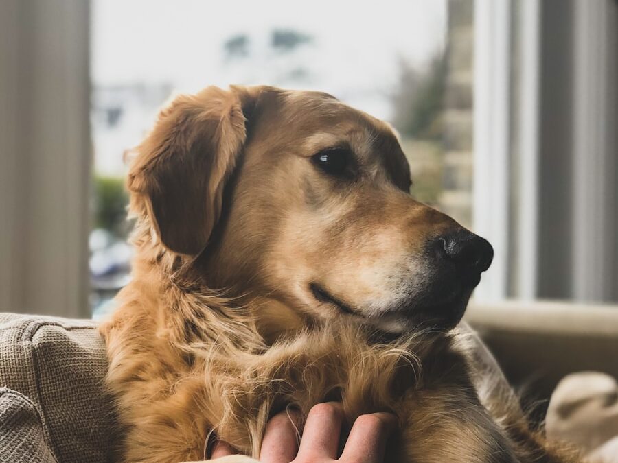 brown dog on sofa