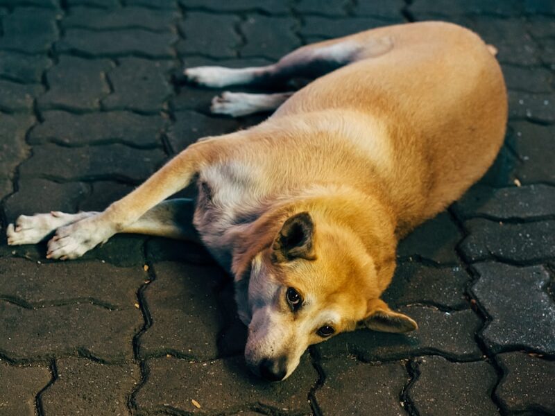 a large brown dog laying on top of a sidewalk