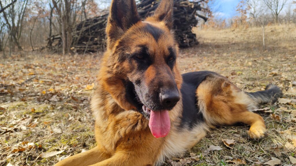 a dog laying on the ground with its tongue out