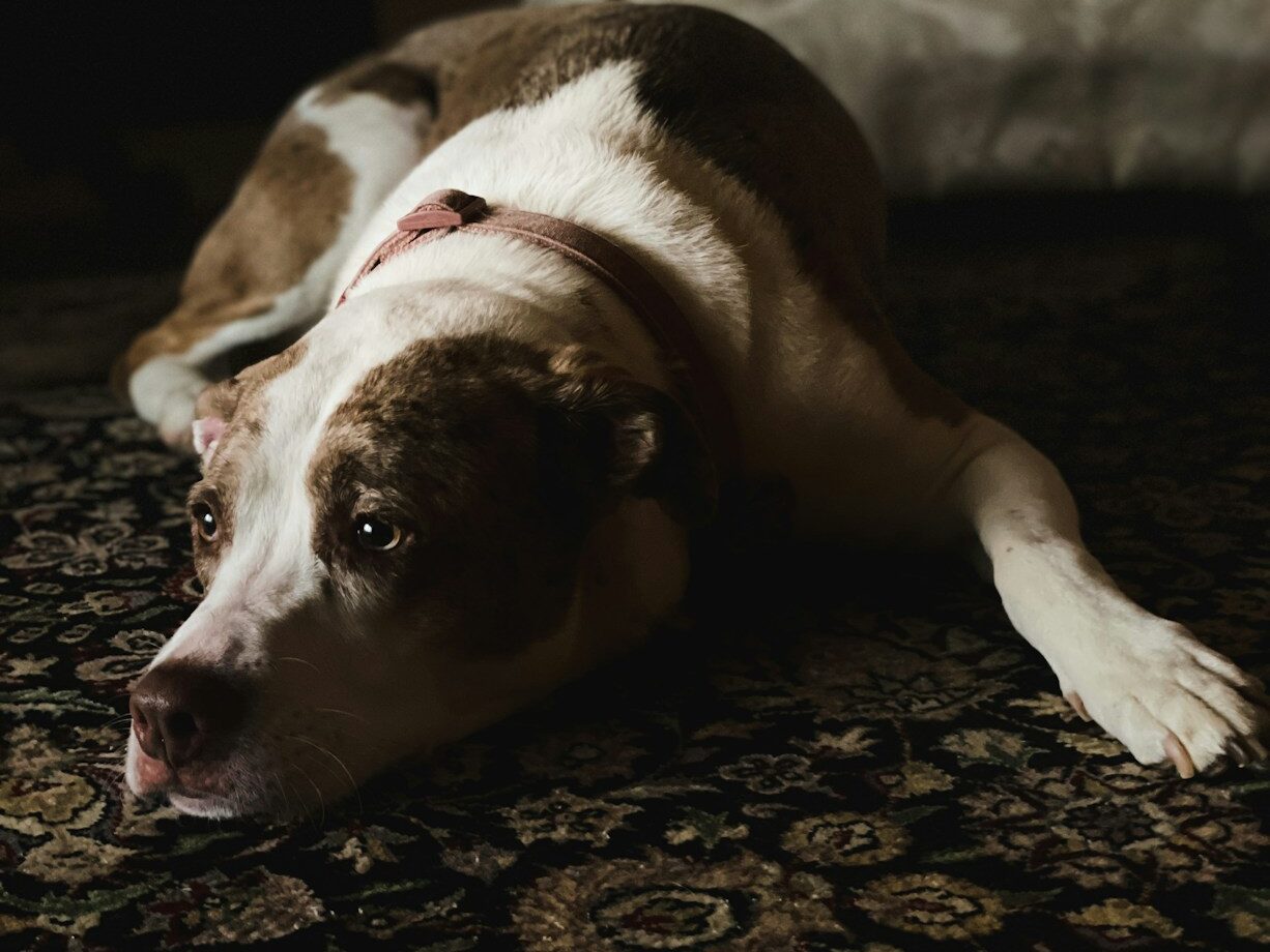 a dog lying on the floor