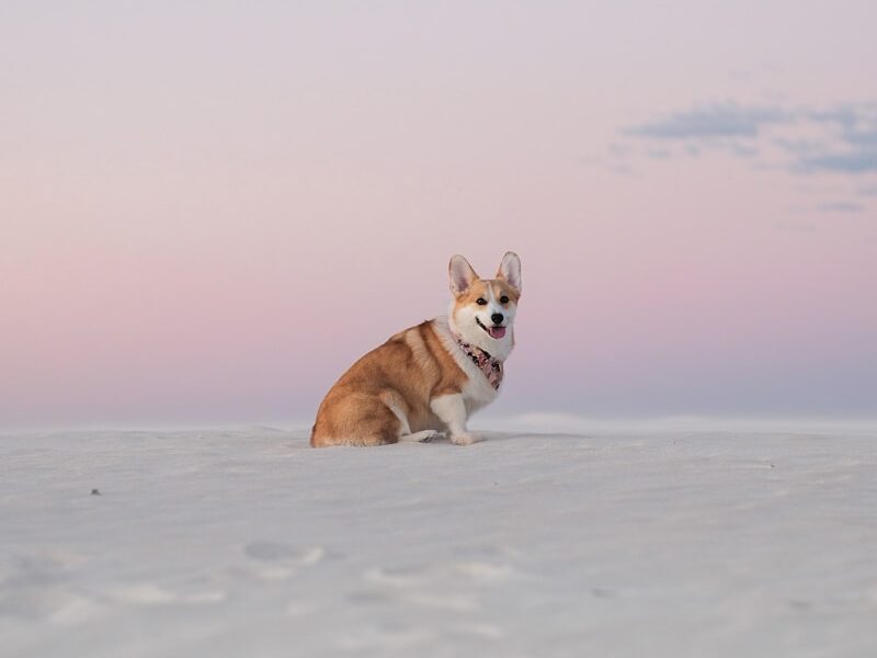 brown and white dog on snow covered ground during daytime