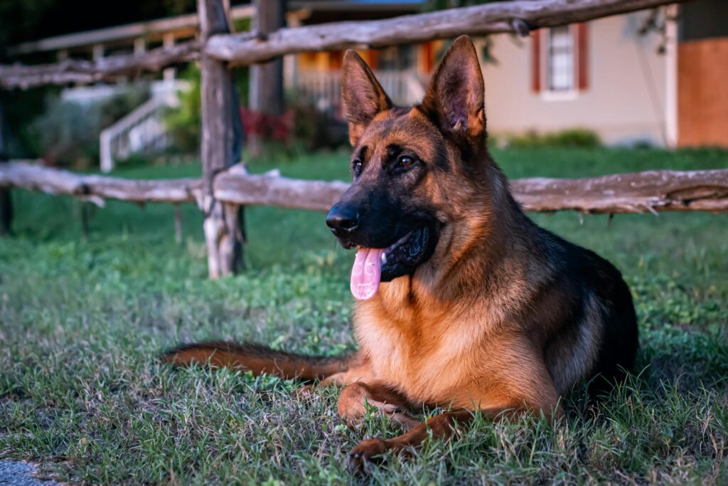 black and tan german shepherd on green grass field during daytime