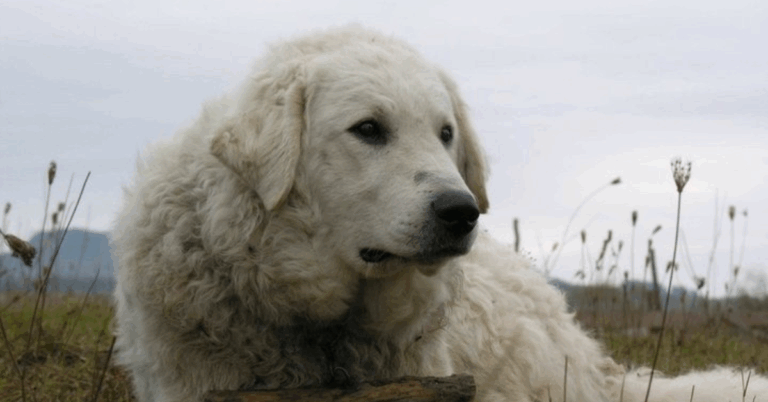 10 Cool Insights Into The Hungarian Kuvasz Breed