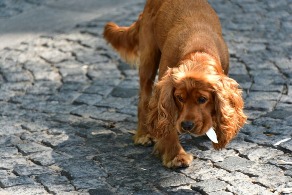 brown long coated dog on gray concrete floor