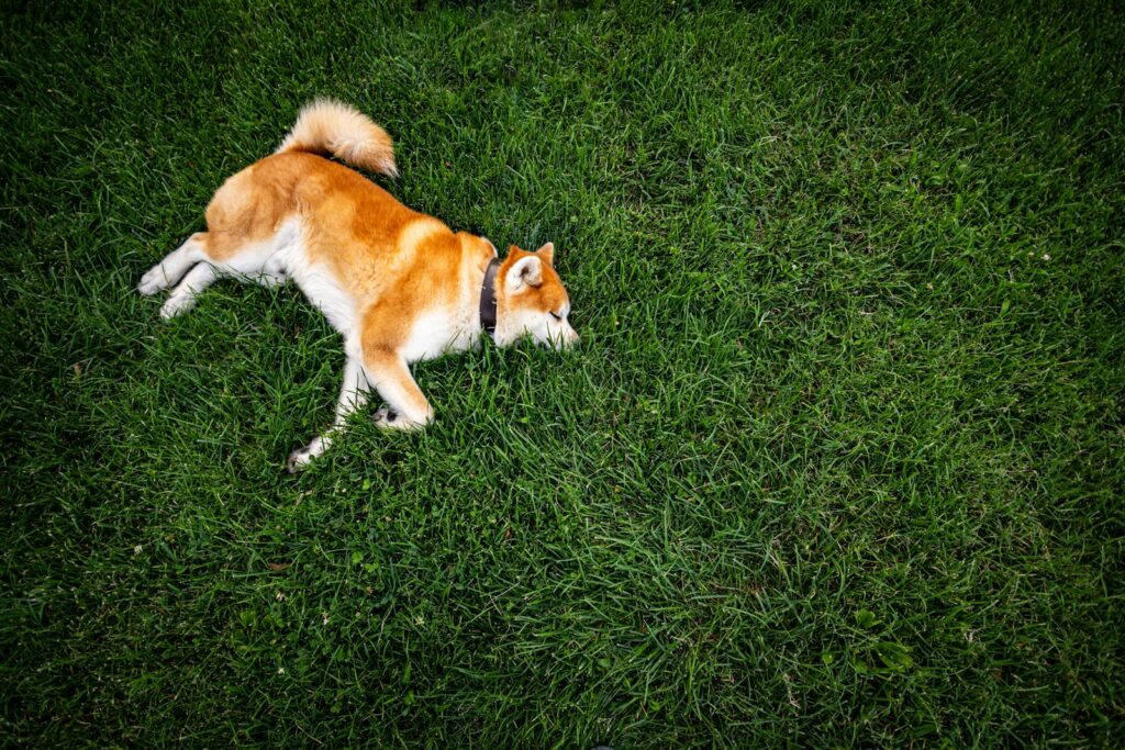 a brown and white dog laying on top of a lush green field