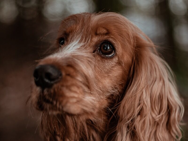 brown long coated small dog
