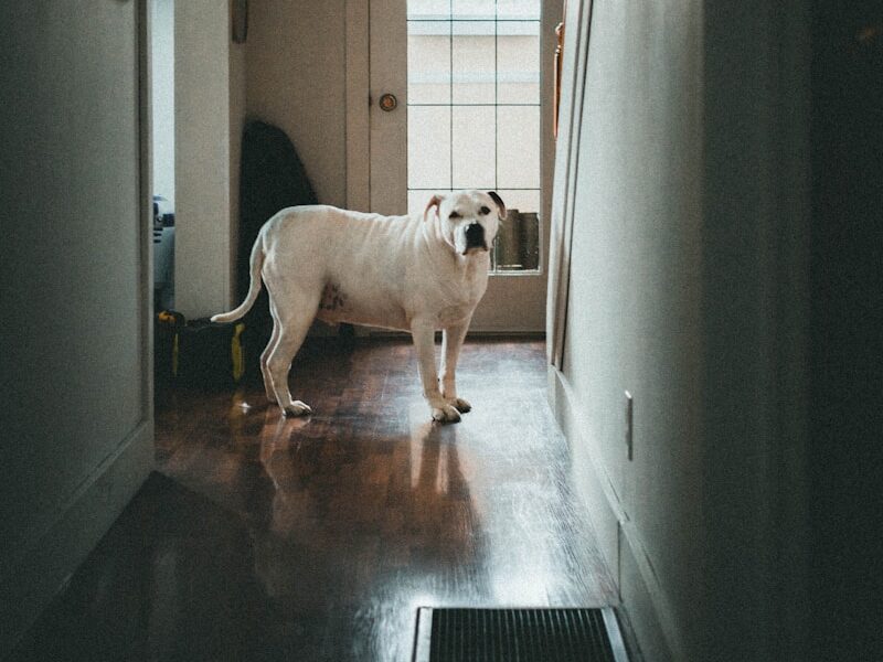 white short coated dog on black wooden floor