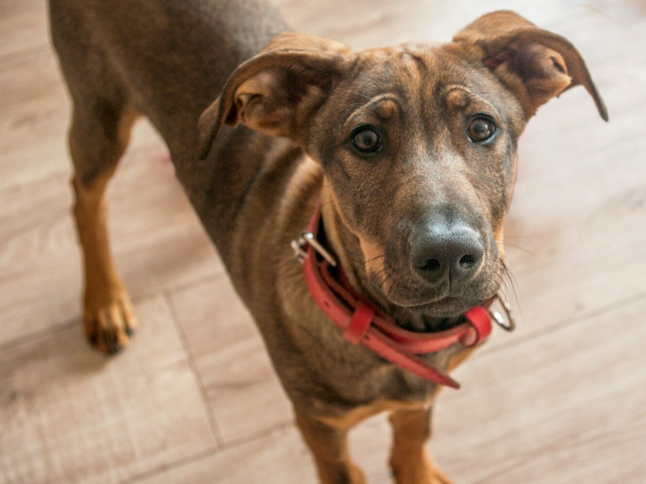 a brown dog standing on top of a wooden floor